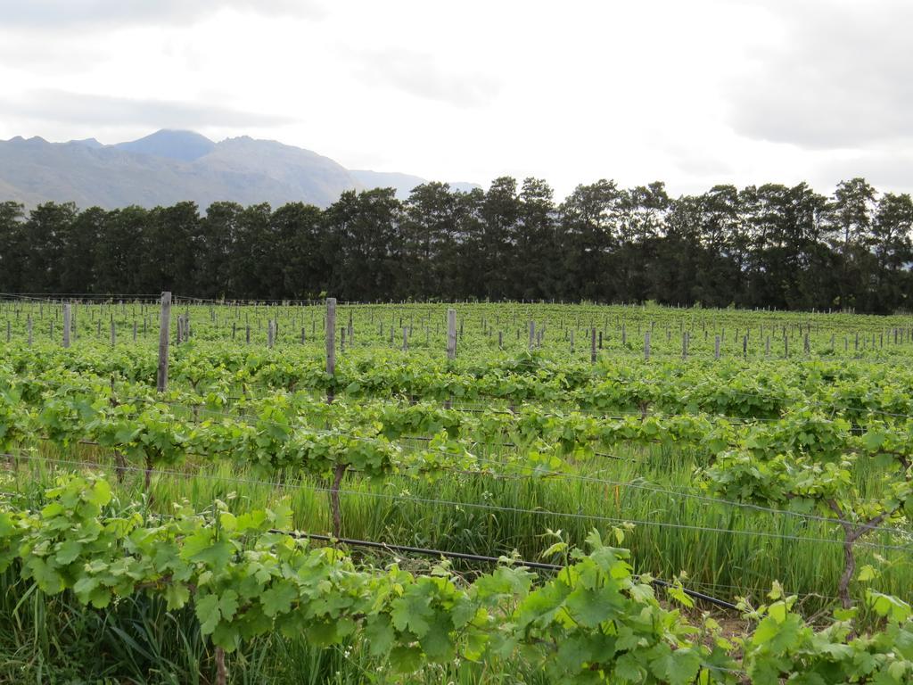 Seven Oaks Vineyard Cottages Wolseley Экстерьер фото